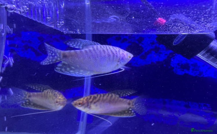 Cichlids fish - Advert 1