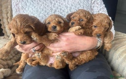 Cockapoo dogs for sale: F1B Red Cockapoo Pups - Image 1