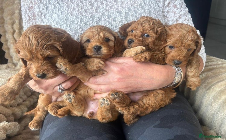 Cockapoo dogs - Advert 2