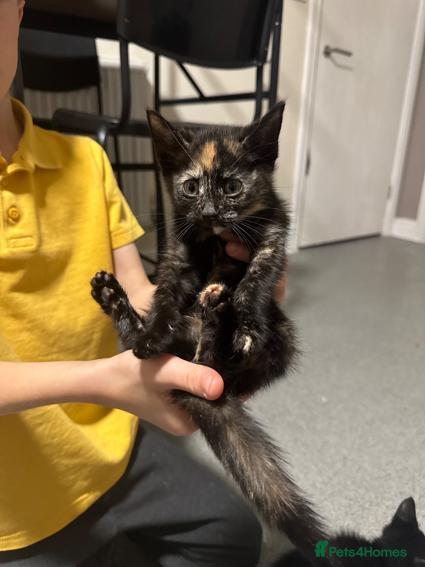Mixed Breed cats 3 beautiful kittens for sale - Advert 9