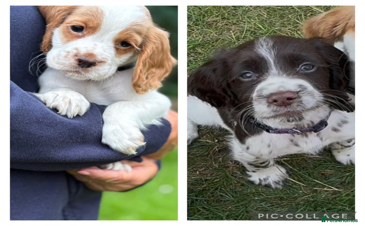 Cocker Spaniel dogs - Advert 4