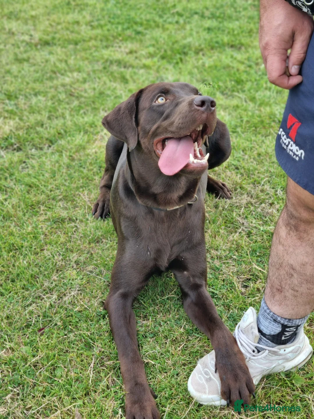 Labrador Retriever dogs for stud: Chocolate Labrador 1st time studding out. - Advert 2