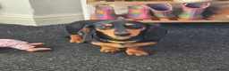 Dachshund dogs for sale: Two cousin Dachshunds - Advert 3