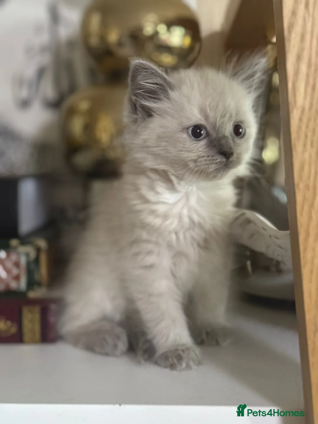 Mixed Breed cats for sale: White kitten, with coloured paws in Bootle - Advert 15
