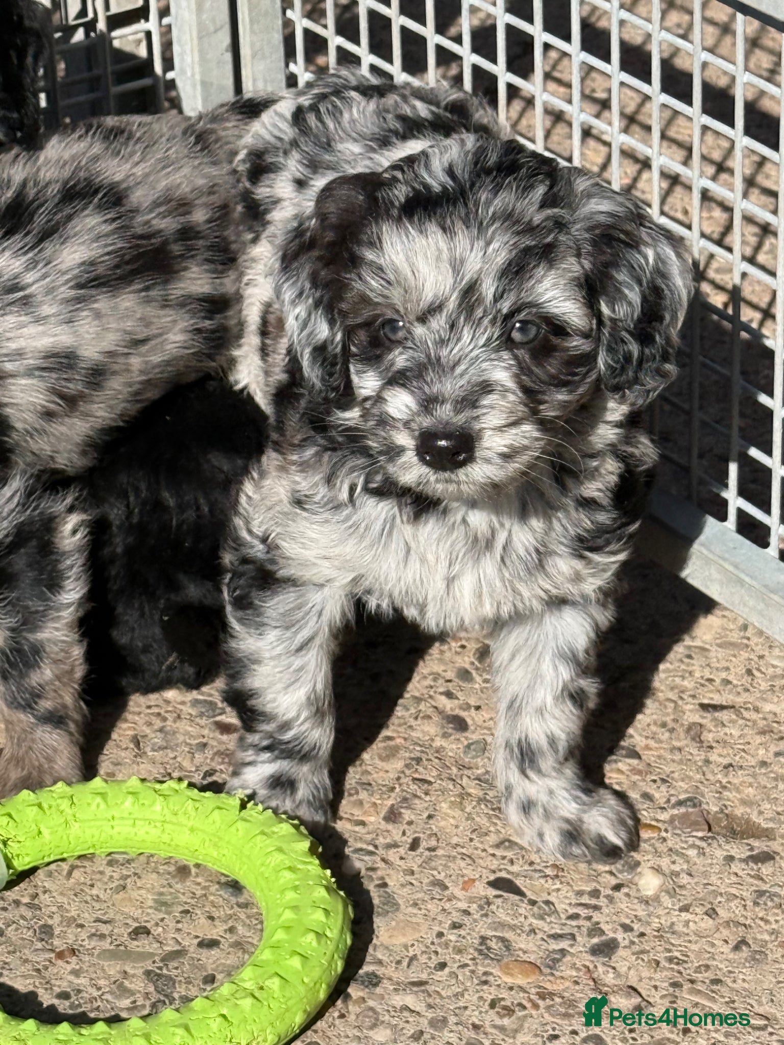 Labradoodle dogs Cracking F1 Miniature Labradoodles.  - Advert 1