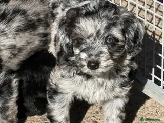 Labradoodle dogs Cracking F1 Miniature Labradoodles. - Advert 15