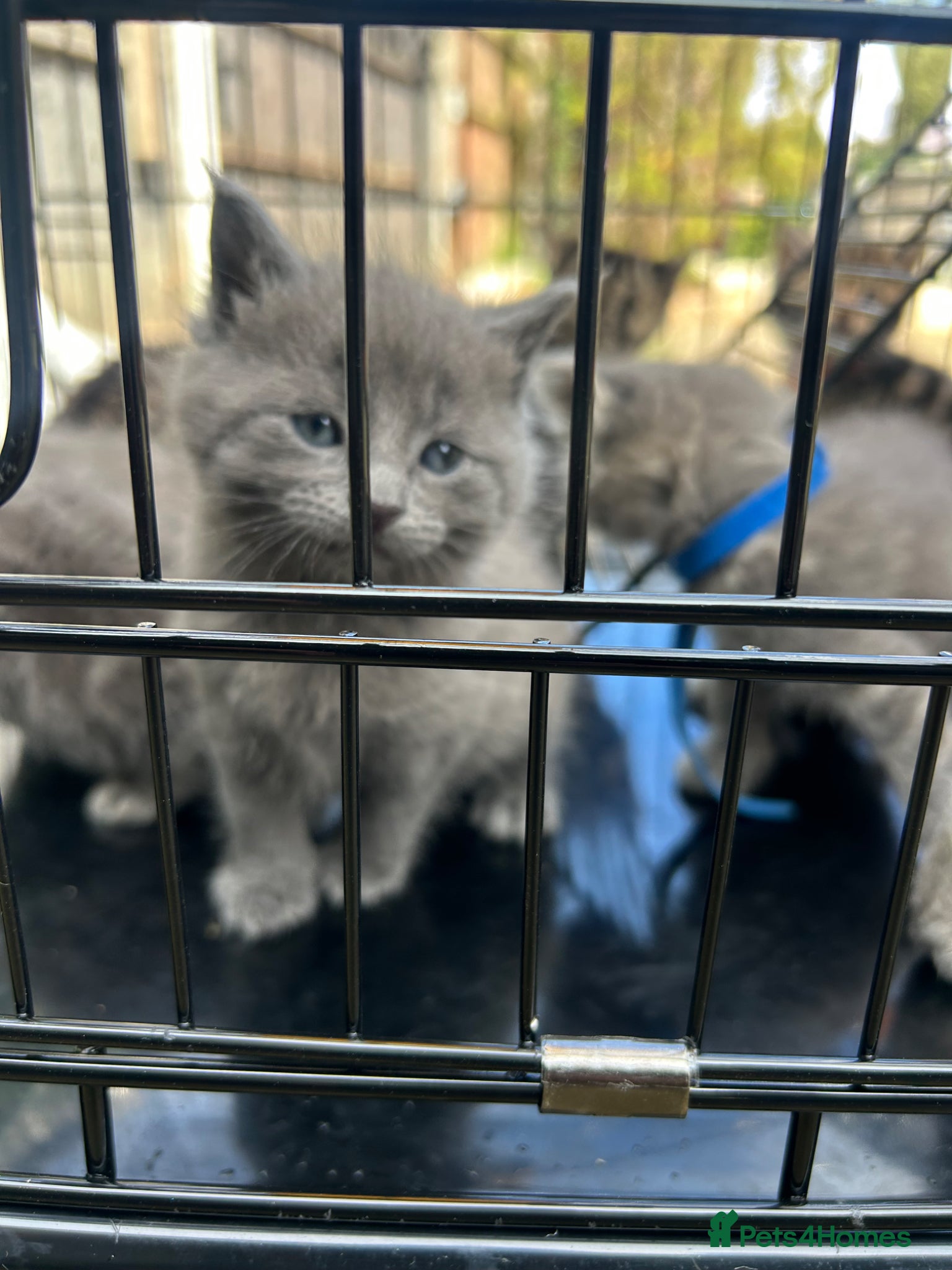 Maine Coon cats Mainecoon kittens grey smoke coats  - Advert 18