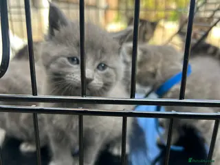 Maine Coon cats Mainecoon kittens grey smoke coats - Advert 18