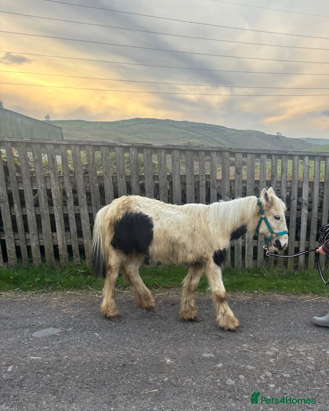 Irish Cob horses for sale: Two cob colts available together or separately  - Advert 2