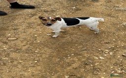 Jack Russell dogs for sale: Jack Russell puppies  - Image 16