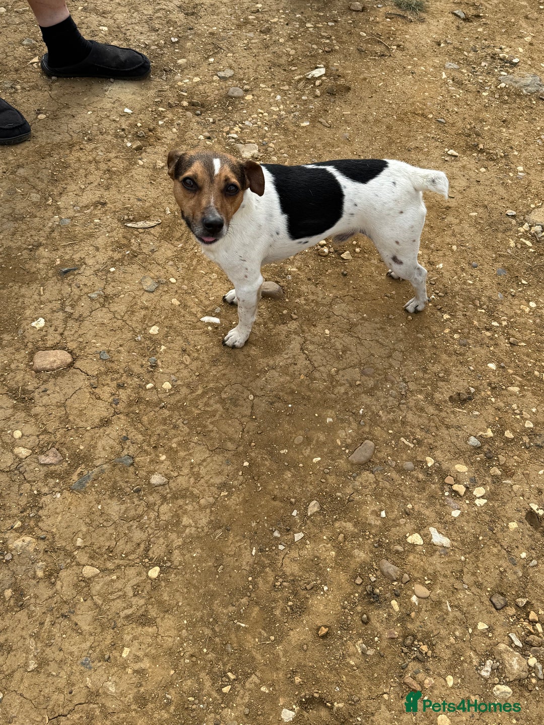 Jack Russell dogs for sale: Jack Russell puppies  - Image 16