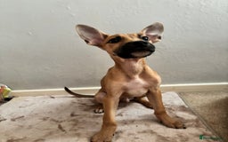 Mixed Breed dogs for sale: 3 puppies for sale - Image 15