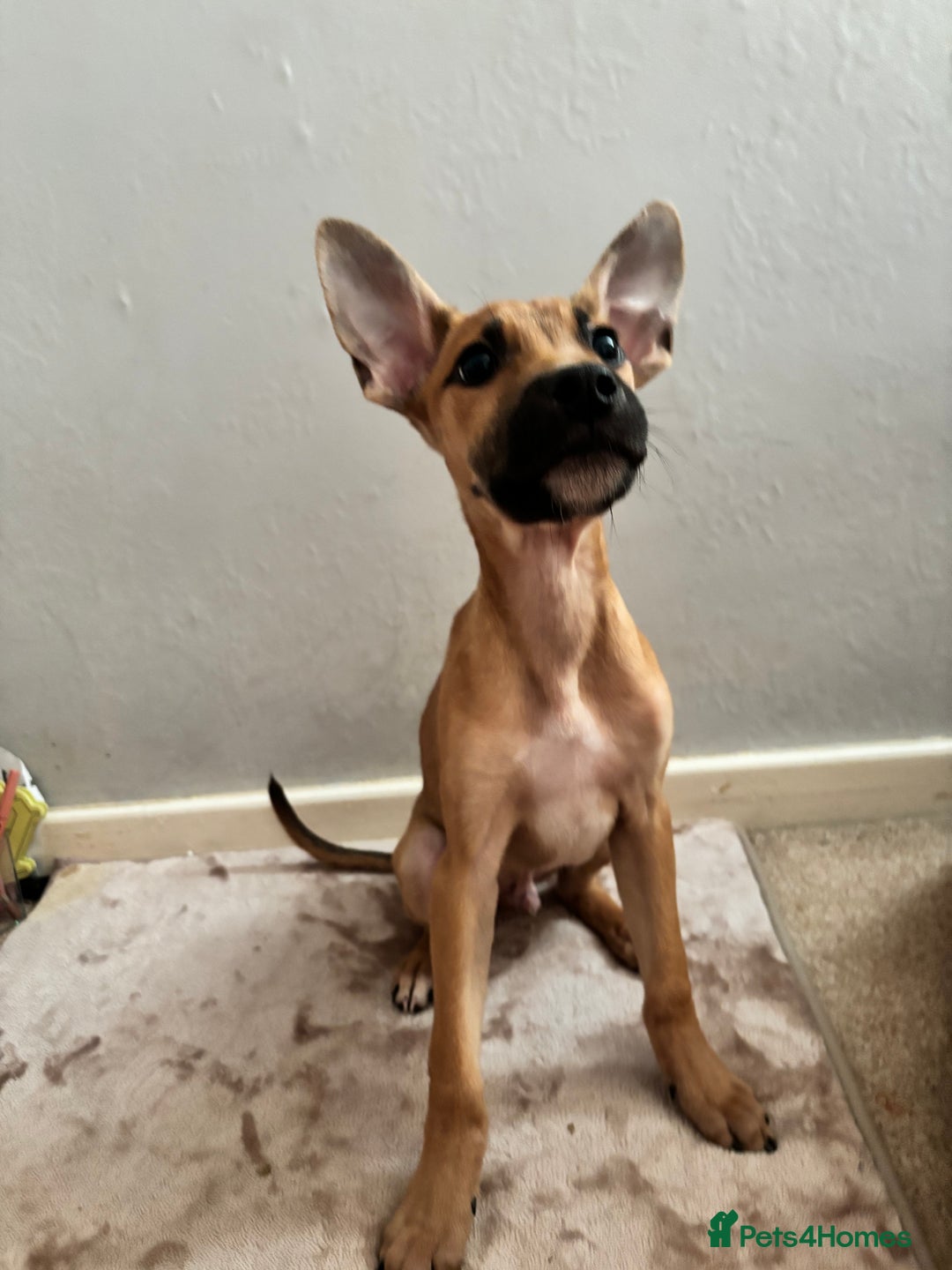 Mixed Breed dogs for sale: 3 puppies for sale - Image 15