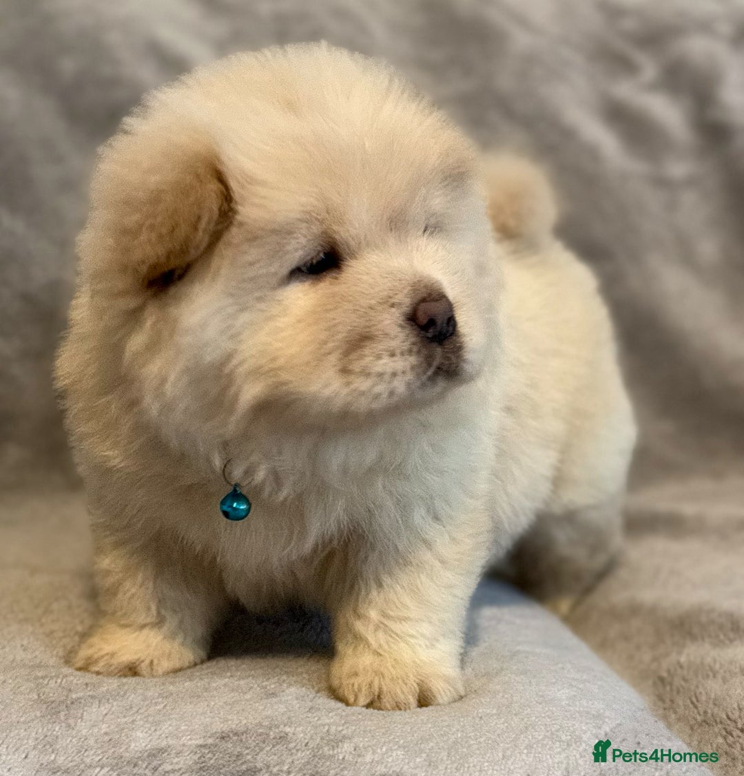 Chow Chow dogs for sale: KC Reg Chow Chow Puppies  - Advert 29
