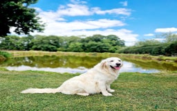 Golden Retriever dogs for sale: Newmiller Retrievers Litter Announcement  - Image 1
