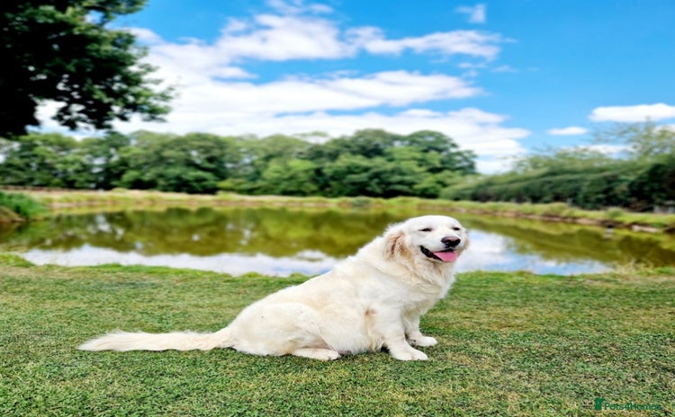 Golden Retriever dogs - Advert 1