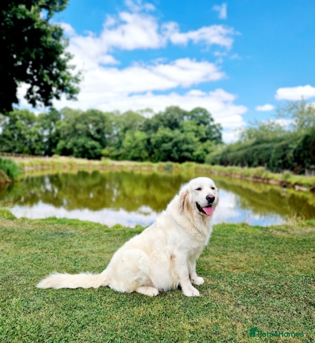 Golden Retriever dogs for sale: Newmiller Retrievers Litter Announcement  - Image 1