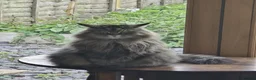 Mixed Breed cats for sale: Family of 2-3 Magical Long Hair Cats - Advert 7