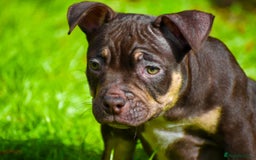 American Bully dogs for sale: REDUCED last girl Quality american Pocket Bully  - Image 4