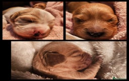 Mixed Breed dogs for sale: Adorable Cavapoo Puppies 🐶  - Image 1