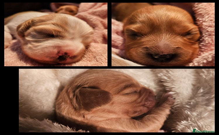 Mixed Breed dogs - Advert 3