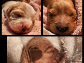 Mixed Breed dogs for sale - Advert 1