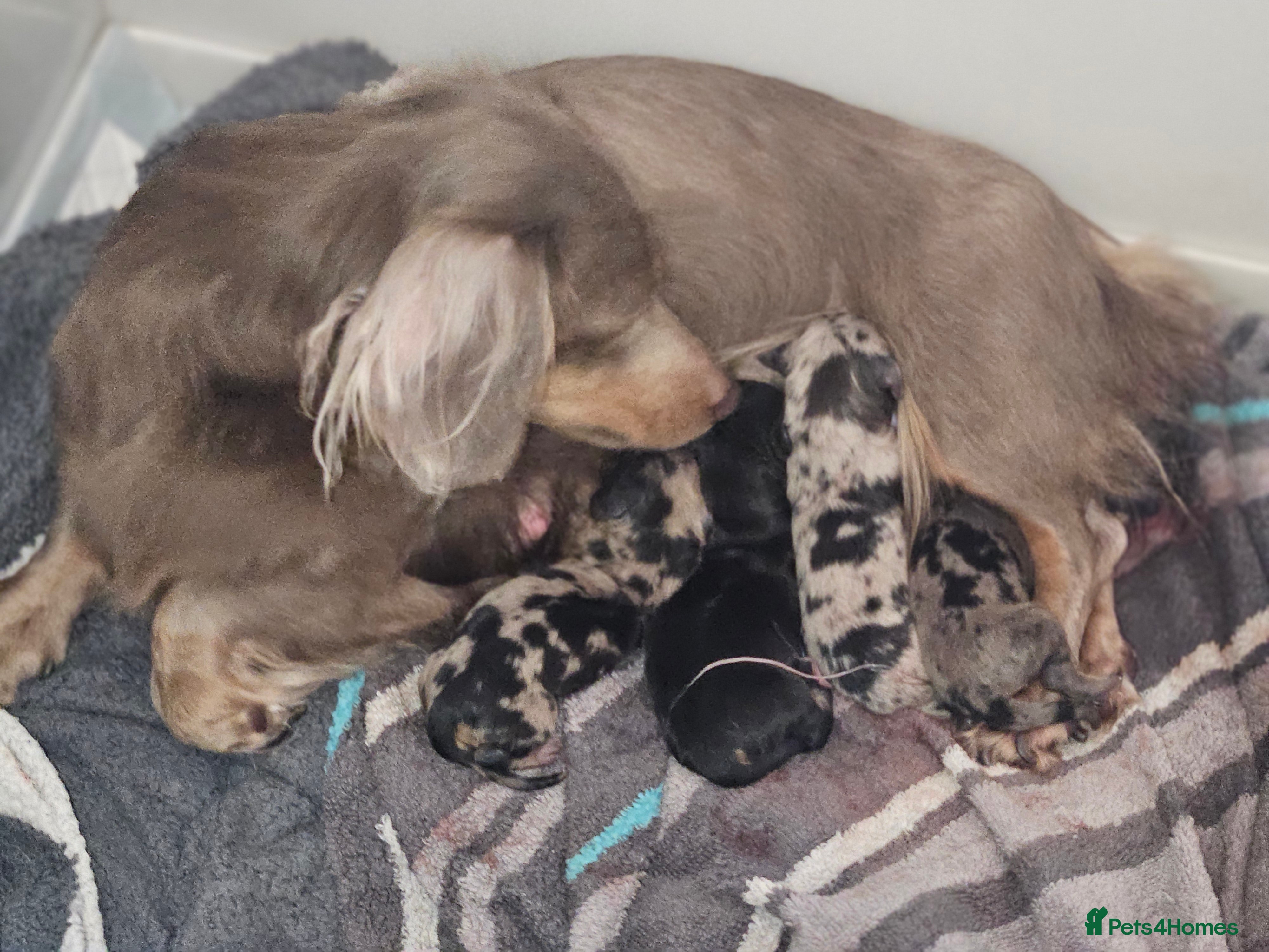 Miniature Dachshund dogs Miniature dachshund pups - Advert 1