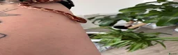 Corn Snake reptiles for sale: Het Palmetto Corn Snake in Sittingbourne - Advert 11