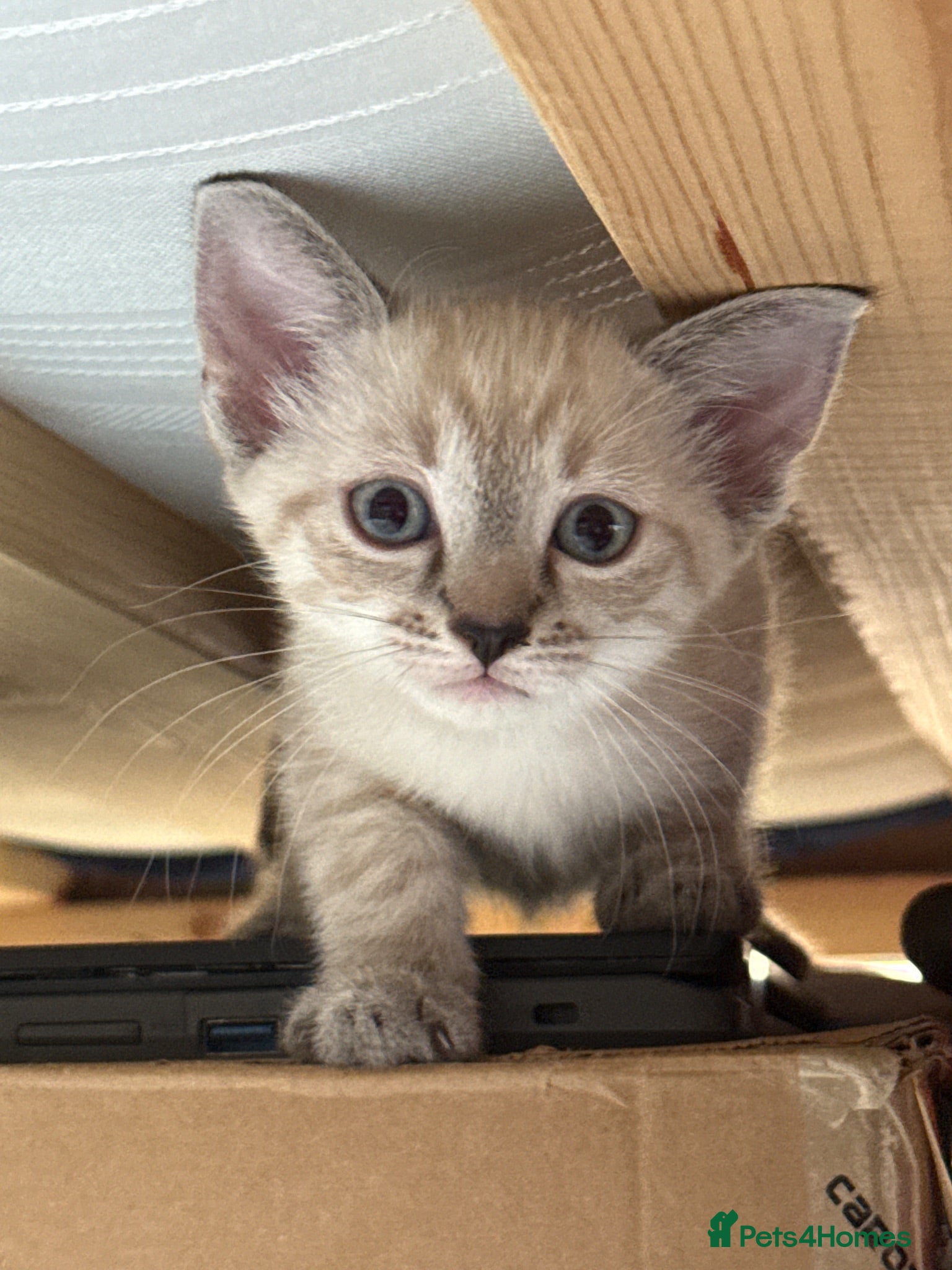 Mixed Breed cats 8 weeks tabby  - Advert 1