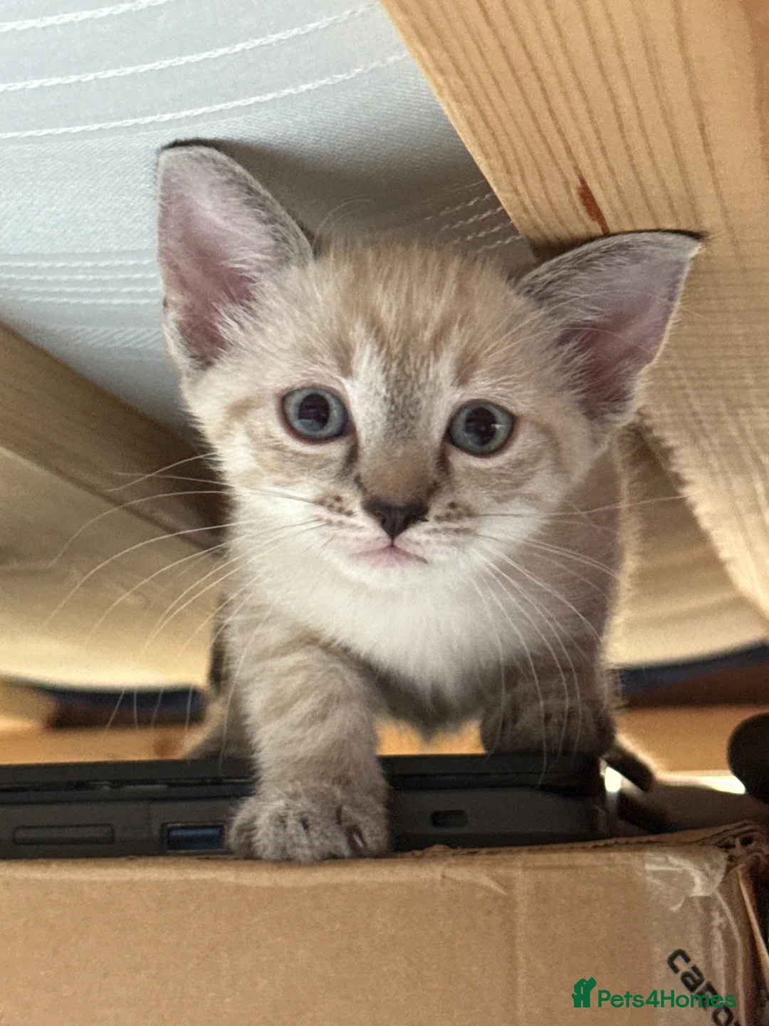 Mixed Breed cats for sale: 8 weeks tabby  - Advert 1