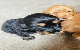 Cocker Spaniel dogs for sale: Top quality fully health tested show cocker pups - Image 15