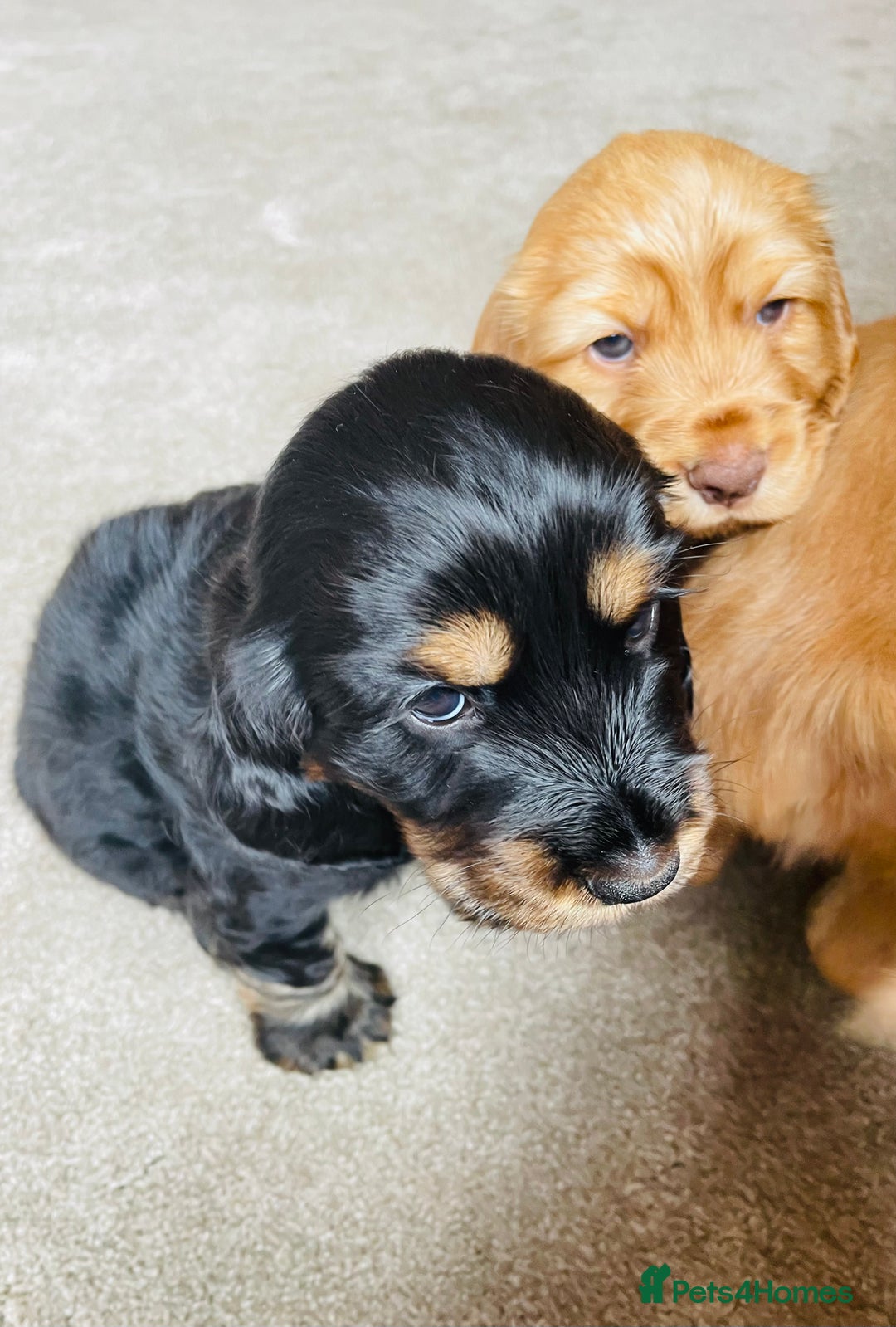 Cocker Spaniel dogs for sale: Top quality fully health tested show cocker pups - Image 15