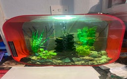 Tetras fish for sale: Tetra fish  - Image 3