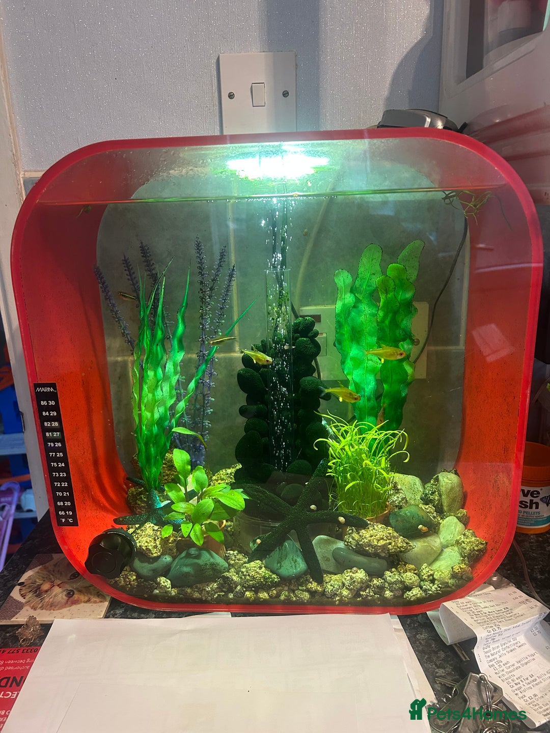 Tetras fish for sale: Tetra fish  - Image 3