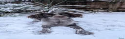 Sprocker dogs for sale: 7 beautiful sprockers - Advert 32