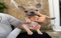 French Bulldog dogs for sale: Adorable Fresh bulldog - Image 5
