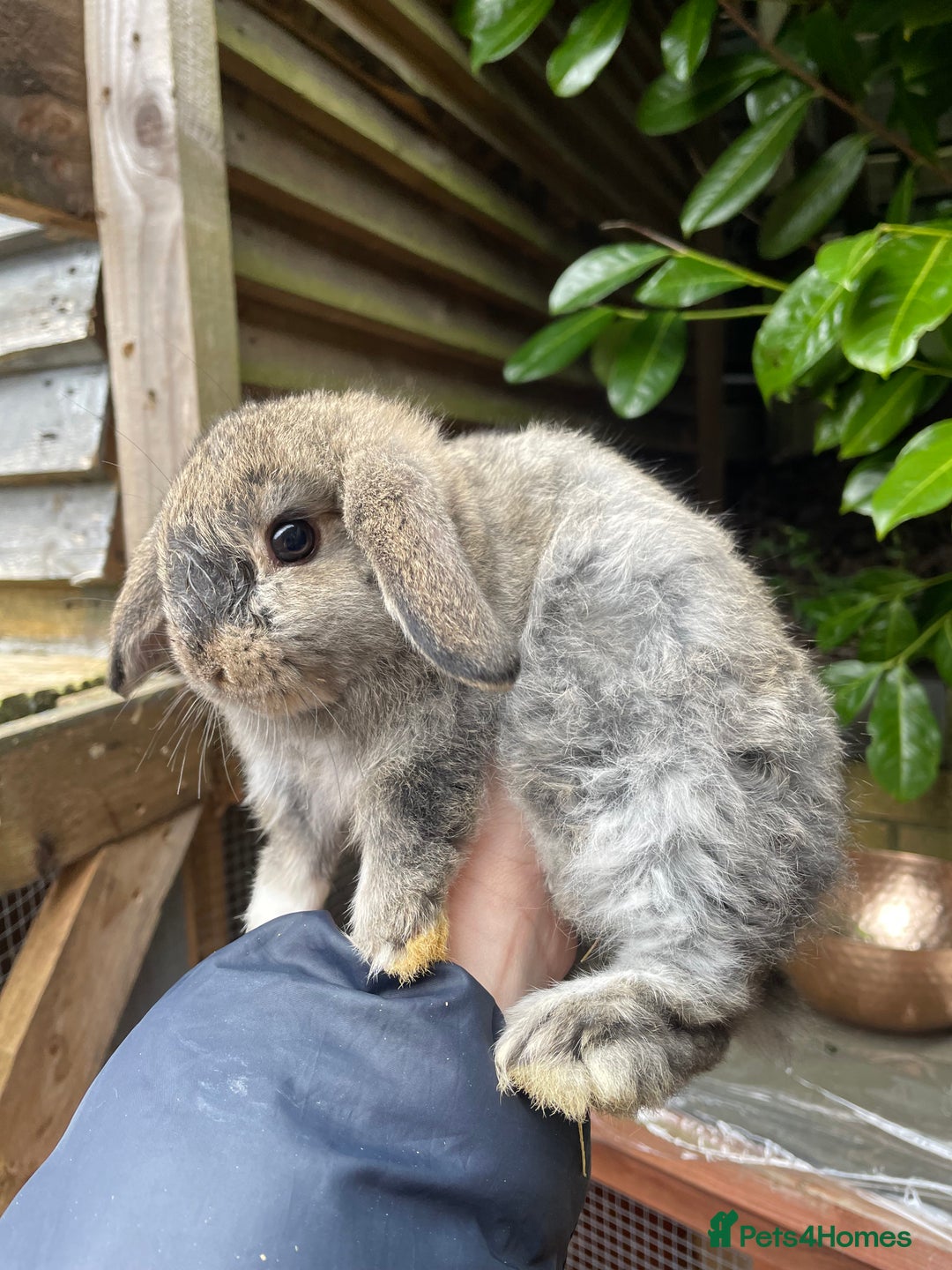 Mini Lop rabbits for sale: Pure Bred Mini Lop Bunnies  - Image 15