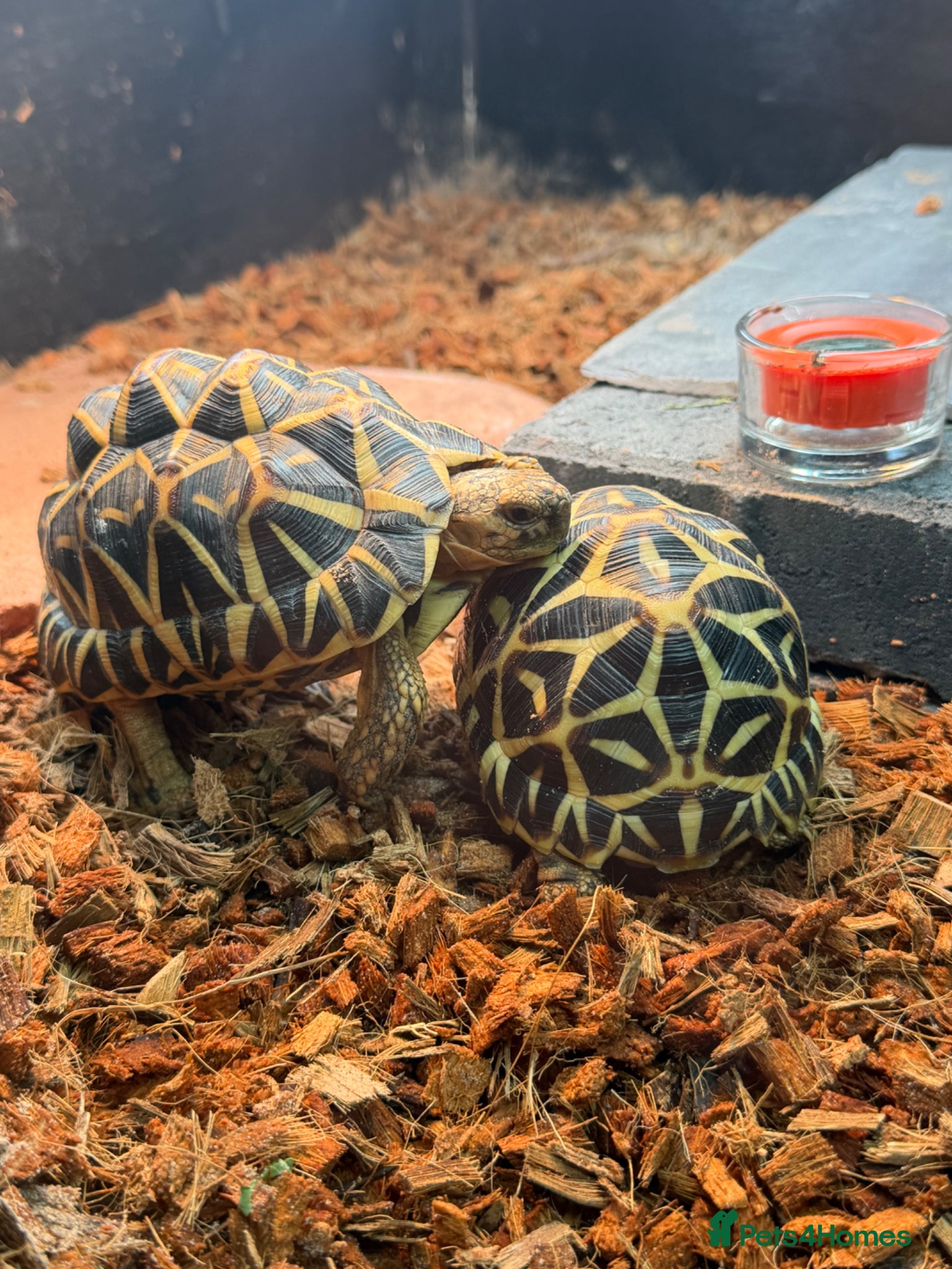 Lizard reptiles Indian star unrelated pair 2:5 years old - Advert 11