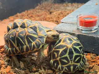 Lizard reptiles Indian star unrelated pair 2:5 years old - Advert 11