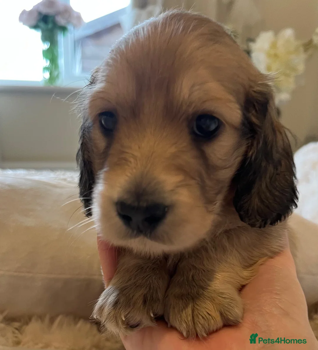 Miniature Dachshund dogs for sale: Longhaired English Cream Minature Dachshunds - Advert 2