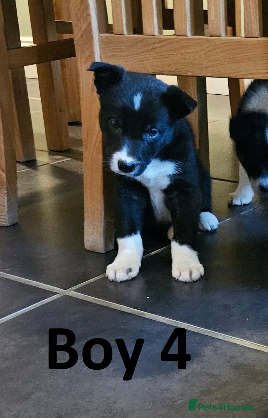 Border Collie dogs for sale: Beautiful border collie pups for sale - Advert 7