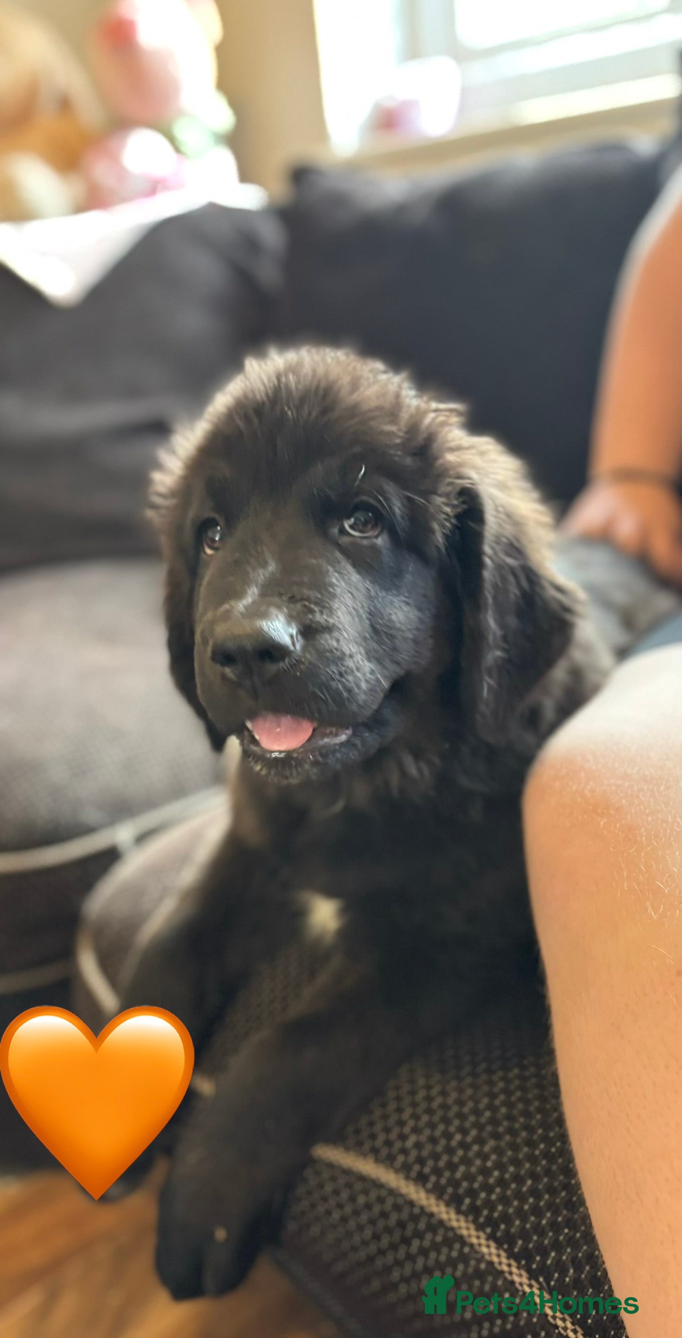 Mixed Breed dogs One girl left  🐾 Ready now 🐾  - Advert 1