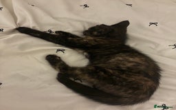 Mixed Breed cats for sale: Female kitten 12 weeks old  - Advert 2