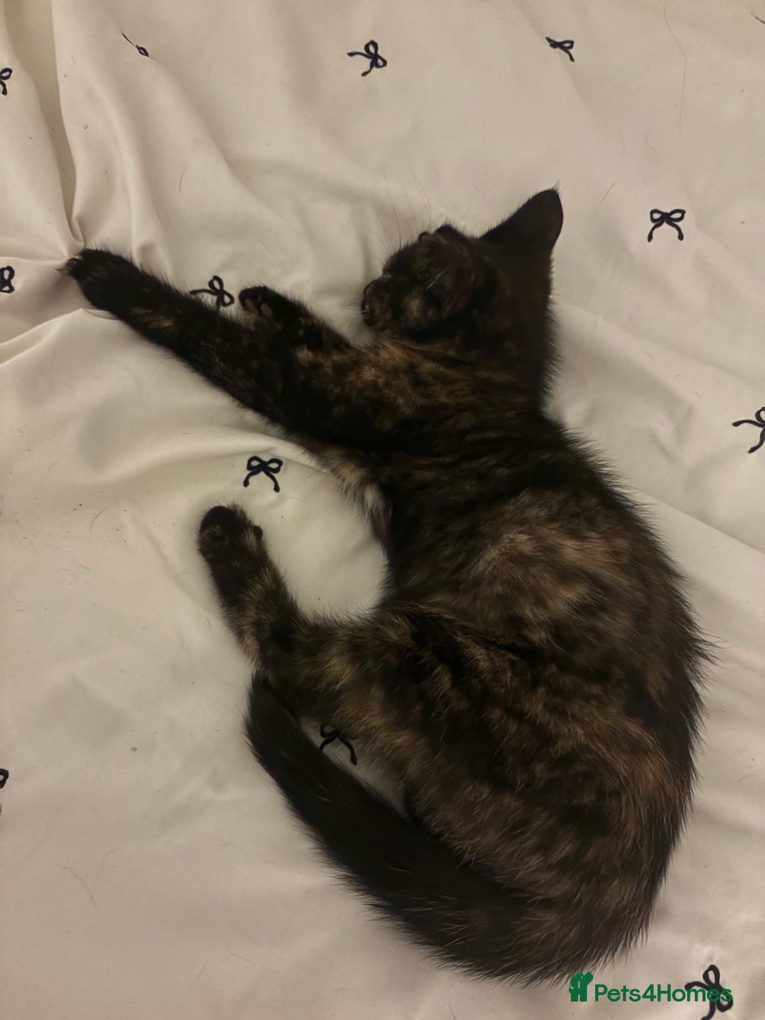 Mixed Breed cats for sale: Female kitten 12 weeks old  - Advert 2