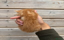 British Shorthair cats for sale: Kittens available BLUES in Axbridge - Image 18