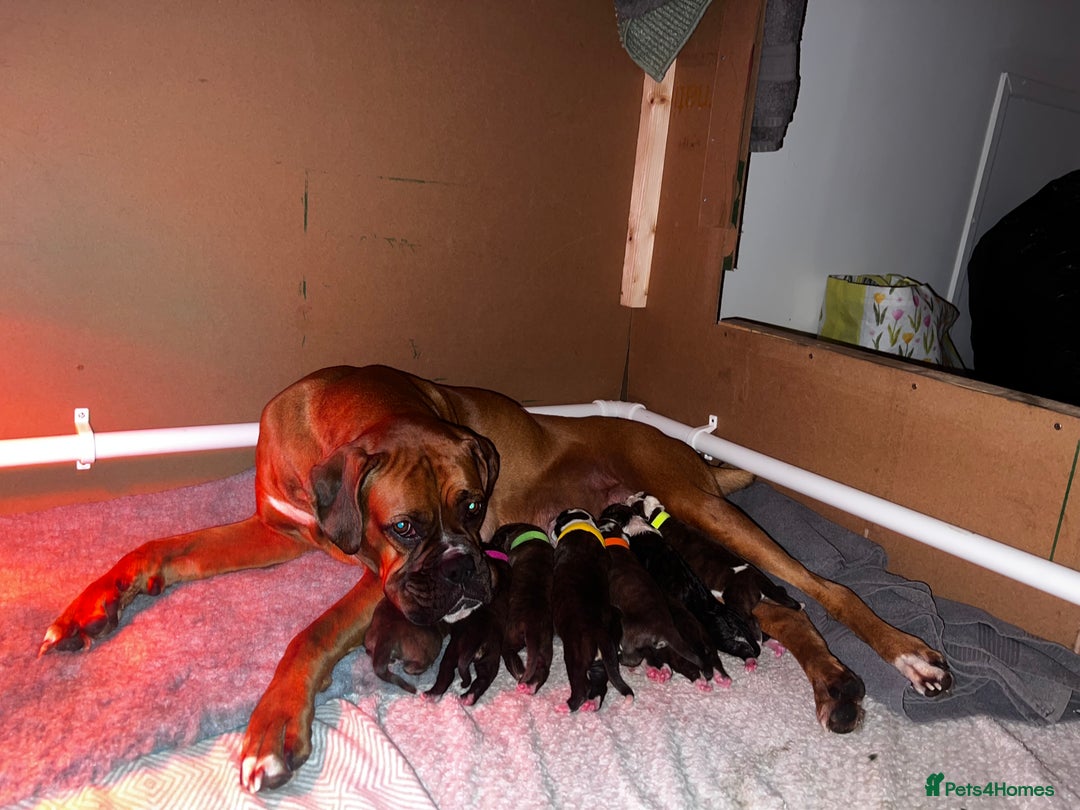 Boxer dogs for sale: Boxer Puppies UPDATED PHOTOS  - Advert 26