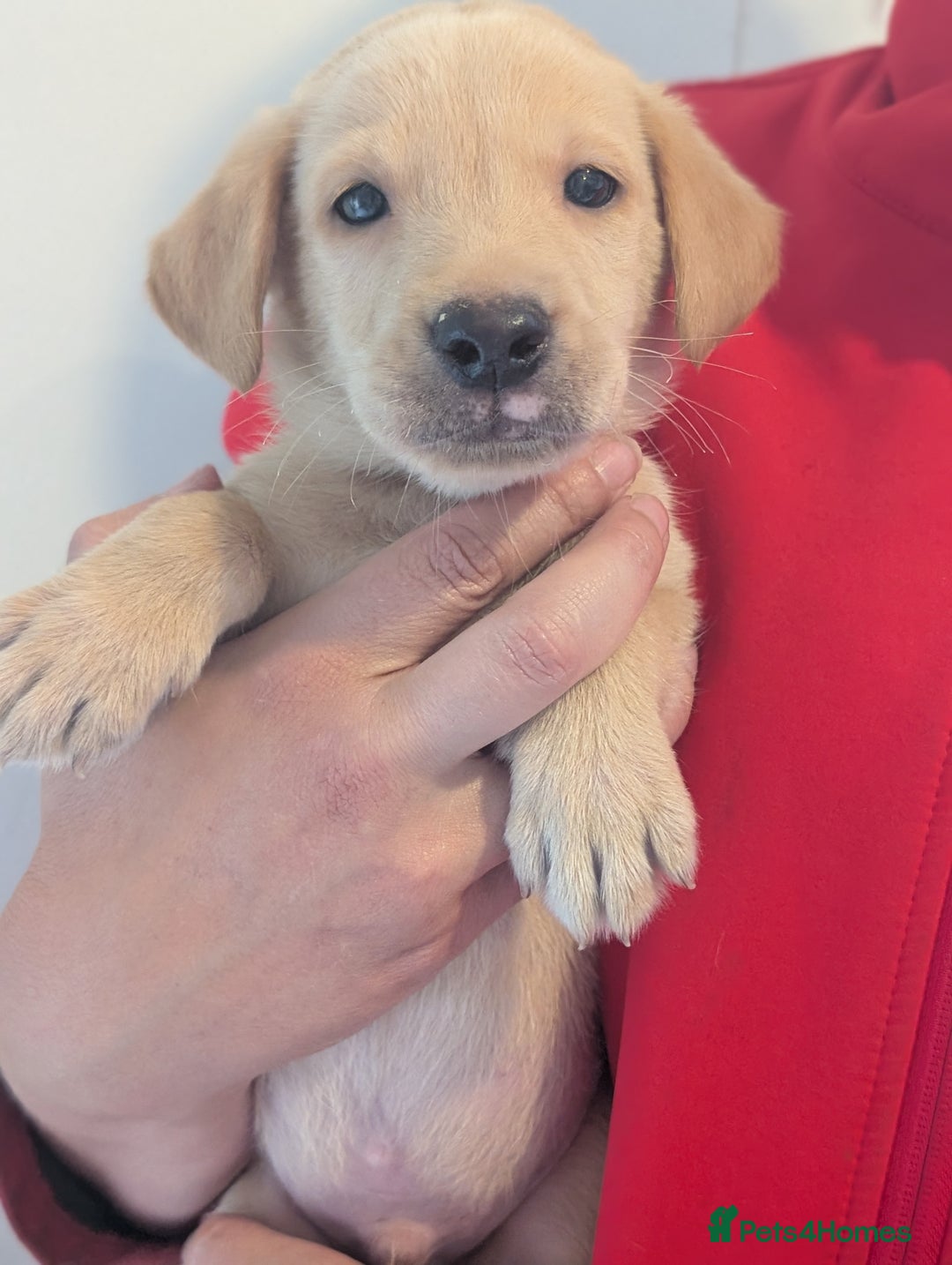 Labrador Retriever dogs for sale: KC Reg many Champion lines Drakeshead in pedigree  - Image 12