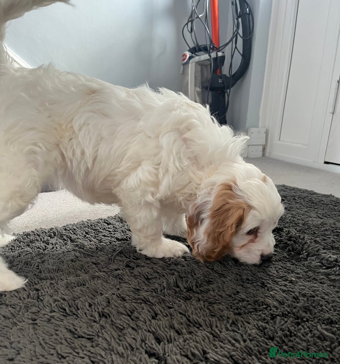 Cavapoo dogs for sale: 🐶🐩 7 HEALTH CLEAR ADORABLE CAVAPOO PUPPIES 🐩🐶  - Image 27