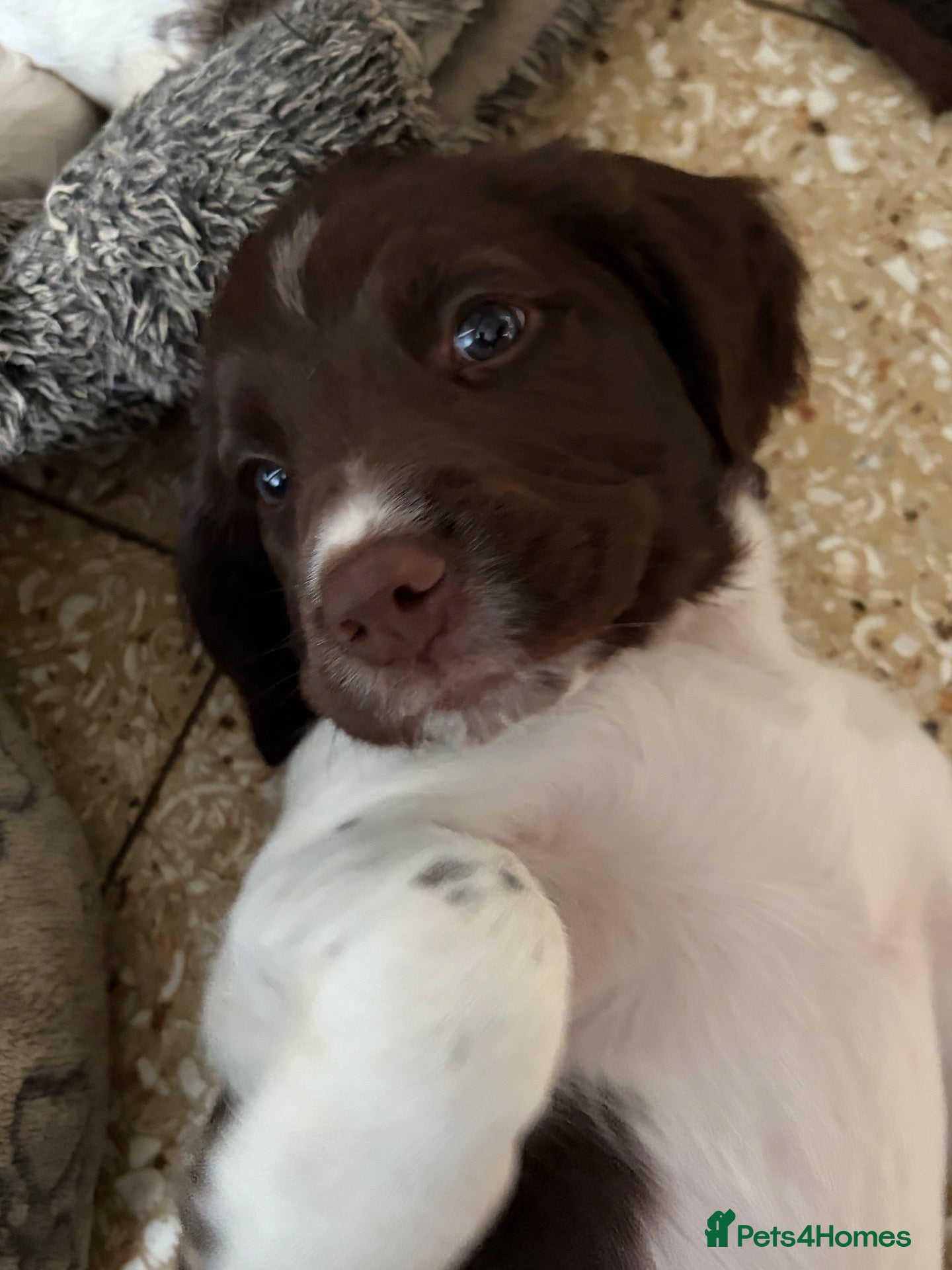English Springer Spaniel dogs English Springer spaniel  - Advert 1