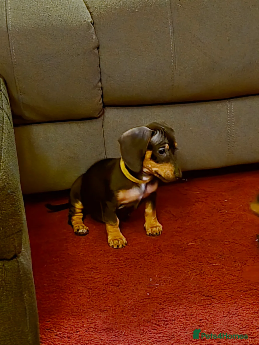 Dachshund dogs for sale: Miniature Dachshund, 1 Girl Left - Advert 6